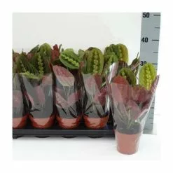 28-38cm-Maranta Leuconeura 'Fascinator Tricolor' | Prayer Plant | 12cm Pot -Perennial Plants Sales Store PL50161 add image 1 2cd0