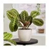 28-38cm-Maranta Leuconeura 'Fascinator Tricolor' | Prayer Plant | 12cm Pot 2 28-38cm-Maranta Leuconeura 'Fascinator Tricolor' | Prayer Plant | 12cm Pot -Perennial Plants Sales Store PL50161 main image bc52