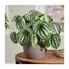 Peperomia Argyreia 'Watermelon' | Radiator Plant | 12 Cm Pot 2 Peperomia Argyreia 'Watermelon' | Radiator Plant | 12 Cm Pot -Perennial Plants Sales Store PL50163 main image d0ff