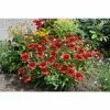 Gaillardia Mesa Red | 1L Pot -Perennial Plants Sales Store PL503814 0f9b