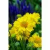 Gaillardia Mesa Yellow | 1L Pot -Perennial Plants Sales Store PL503815 fdf7