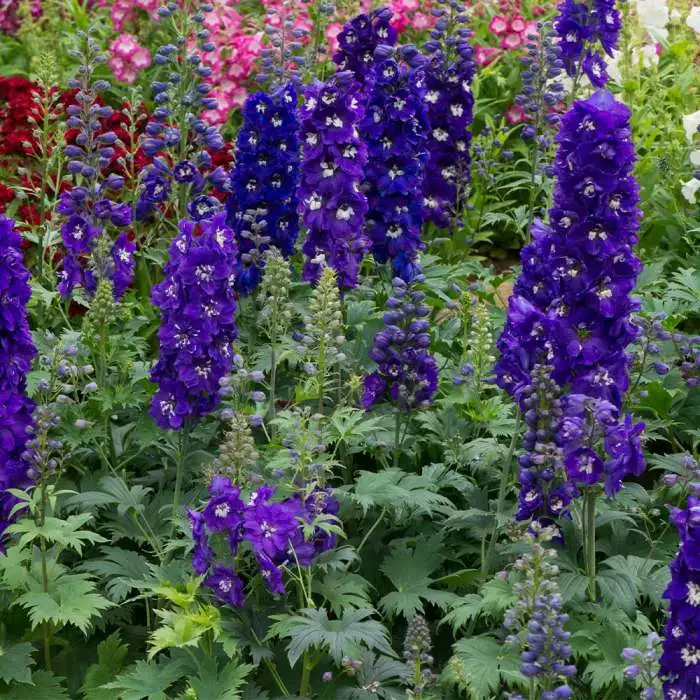 Delphinium 'Magic Fountain Dark Blue White Bee' 3 Delphinium 'Magic Fountain Dark Blue White Bee'