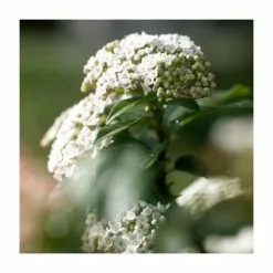 40cm Viburnum Tinus | 2 Litre Pot