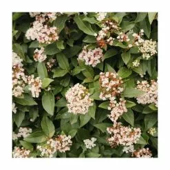 40cm Viburnum Tinus 'Eve Price' | 2 Litre Pot -Perennial Plants Sales Store PL52123 add image 1 a275