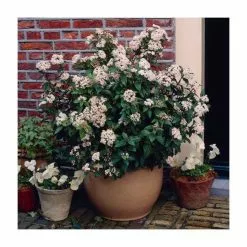 40cm Viburnum Tinus 'Eve Price' | 2 Litre Pot