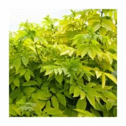 60 - 100cm Sambucus Nigra 'Aurea' | Golden Elder | Bare Root Hedging