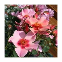 For Your Eyes Only' Bush Rose - 4L Pot -Perennial Plants Sales Store PL6127A add image 1 2646