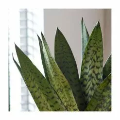40-50cm 'Fan' Snake Plant | Sansevieria Zeylanica | 14cm Pot -Perennial Plants Sales Store PL92276P add image 1 63c5