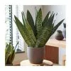 40-50cm 'Fan' Snake Plant | Sansevieria Zeylanica | 14cm Pot