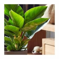 45-55cm Philodendron 'Imperial Green' | 19cm Pot 7 45-55cm Philodendron 'Imperial Green' | 19cm Pot -Perennial Plants Sales Store PL92277P add image 1 4c66