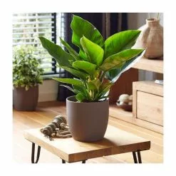 45-55cm Philodendron 'Imperial Green' | 19cm Pot