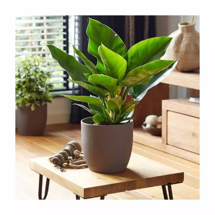 45-55cm Philodendron 'Imperial Green' | 19cm Pot 3 45-55cm Philodendron 'Imperial Green' | 19cm Pot