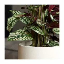 40-50cm Calathea 'Whitestar' | Prayer Plant | 14cm Pot -Perennial Plants Sales Store PL92294P add image 1 ce13