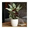 40-50cm Calathea 'Whitestar' | Prayer Plant | 14cm Pot