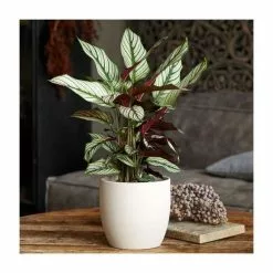 40-50cm Calathea 'Whitestar' | Prayer Plant | 14cm Pot