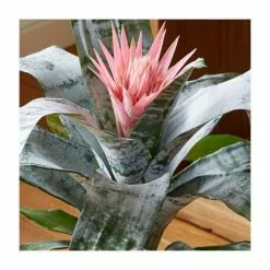 60-65cm Bromeliad | Aechmea Primera | 15cm Pot -Perennial Plants Sales Store PL92308P add image 2 4d18