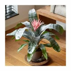 60-65cm Bromeliad | Aechmea Primera | 15cm Pot