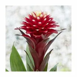 40-50cm Bromeliad | Guzmania Francesca | 13cm Pot -Perennial Plants Sales Store PL92309P add image 1 18d4