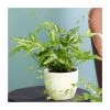 15-20cm Ribbon Fern | Pteris Cretica 'Mayi' | 9cm Pot 2 15-20cm Ribbon Fern | Pteris Cretica 'Mayi' | 9cm Pot -Perennial Plants Sales Store PL92324P main image f2f5
