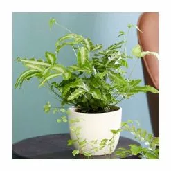15-20cm Ribbon Fern | Pteris Cretica 'Mayi' | 9cm Pot
