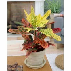 Codiaeum 'Excellent' | Croton Plant
