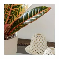 40-50cm Croton 'Petra' | Joseph's Coat | 13cm Pot -Perennial Plants Sales Store PL92348P add image 1 ab9c