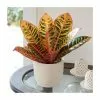 40-50cm Croton 'Petra' | Joseph's Coat | 13cm Pot -Perennial Plants Sales Store PL92348P main image caca