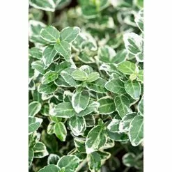 Spindle 'Emerald Gaiety' | Euonymus Fortunei | 2L Pot