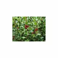 30cm Common Holly | Ilex Aquifolium | 9cm Pot