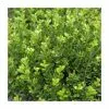 15cm Box | Buxus Sempervirens | 9cm Pot -Perennial Plants Sales Store PL9239039 main image a1f3