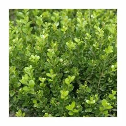 15cm Box | Buxus Sempervirens | 9cm Pot