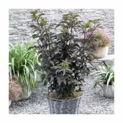 15 - 20cm Sambucus Nigra 'Black Tower' | 9cm Pot