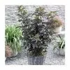 5 X 15 - 20cm Sambucus Nigra 'Black Tower' | 9cm Pots -Perennial Plants Sales Store PL9239065 main image 7e4c