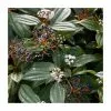 15 - 20cm Viburnum Davidii | 9cm Pot -Perennial Plants Sales Store PL9239067 main image 29e6