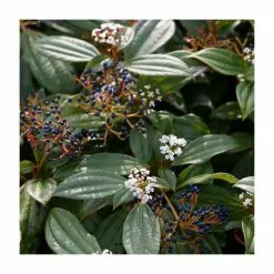 15 - 20cm Viburnum Davidii | 9cm Pot