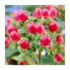 15 - 20cm Hypericum X Inodorum (Magical Red Flame) | St. John's Wort | 9cm Pot -Perennial Plants Sales Store PL9239107 main image e253