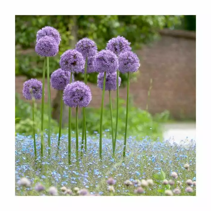 Allium 'Gladiator' | 2L Pot 4 Allium 'Gladiator' | 2L Pot - Image 2
