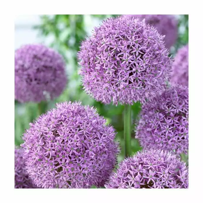 Allium 'Gladiator' | 2L Pot 3 Allium 'Gladiator' | 2L Pot