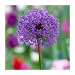 Allium 'Purple Sensation' | 2L Pot