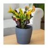 Joseph's Coat | Croton 'Mammy' | 13cm Pot