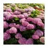 Hydrangea Magical Amethyst 'Rose' | 5L Pot -Perennial Plants Sales Store PL925661 main image dff2