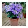 40cm Hydrangea Macrophylla 'Teller Blue' | 5L Pot -Perennial Plants Sales Store PL925664 main image d89d