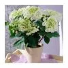 40cm Hydrangea Macrophylla 'Teller White' | 5L Pot -Perennial Plants Sales Store PL925666 main image 64e7