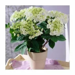 40cm Hydrangea Macrophylla 'Teller White' | 5L Pot