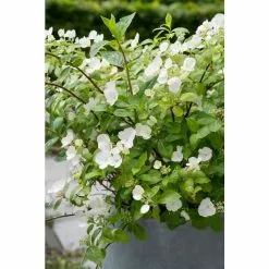 Hydrangea Hybrid Runaway Bride® | 4L Pot