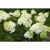 Hydrangea Paniculata 'Silver Dollar' | 3L Pot