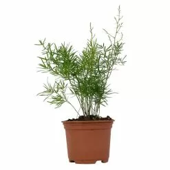 15cm Asparagus Sprengeri | Sprenger's Asparagus | 9cm Pot -Perennial Plants Sales Store PL99729 1 3721