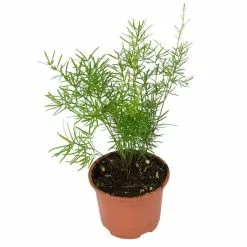 15cm Asparagus Sprengeri | Sprenger's Asparagus | 9cm Pot