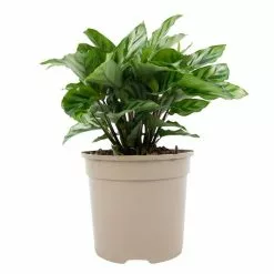 30cm Calathea 'Freddie' | Zebra Plant | 13cm Pot 8 30cm Calathea 'Freddie' | Zebra Plant | 13cm Pot -Perennial Plants Sales Store PL99731 1 c845