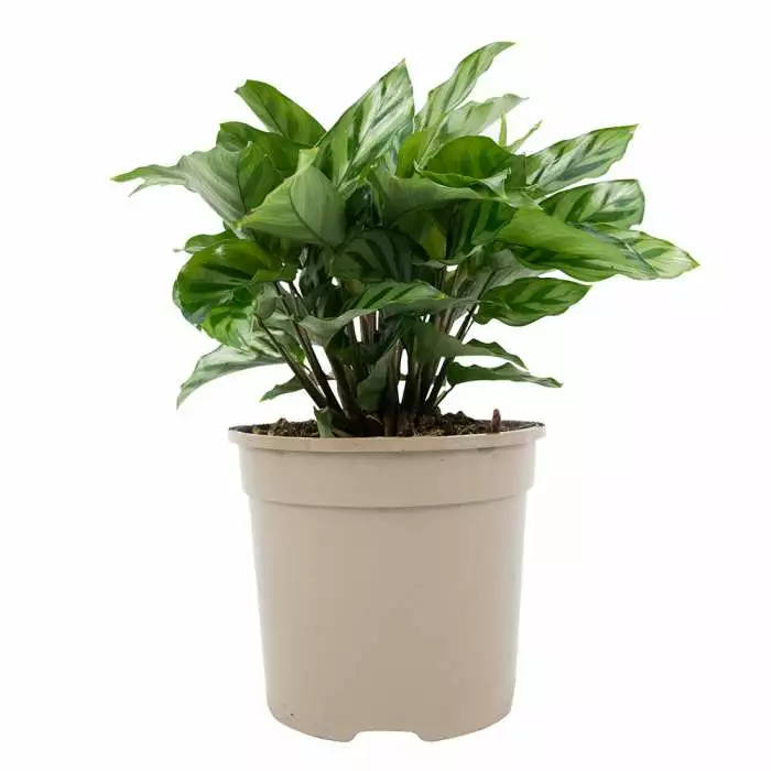 30cm Calathea 'Freddie' | Zebra Plant | 13cm Pot 5 30cm Calathea 'Freddie' | Zebra Plant | 13cm Pot - Image 3